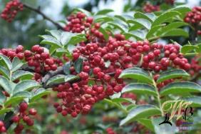 花椒沿江河移植到中国地理第二阶梯